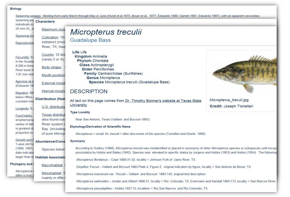 Species accounts from Texas Freshwater Fishes Project