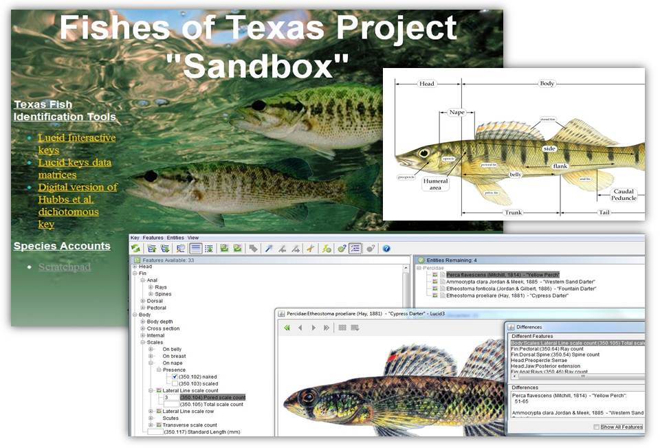 Interactive identification key