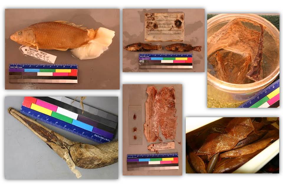 Preservation of deteriorating specimens