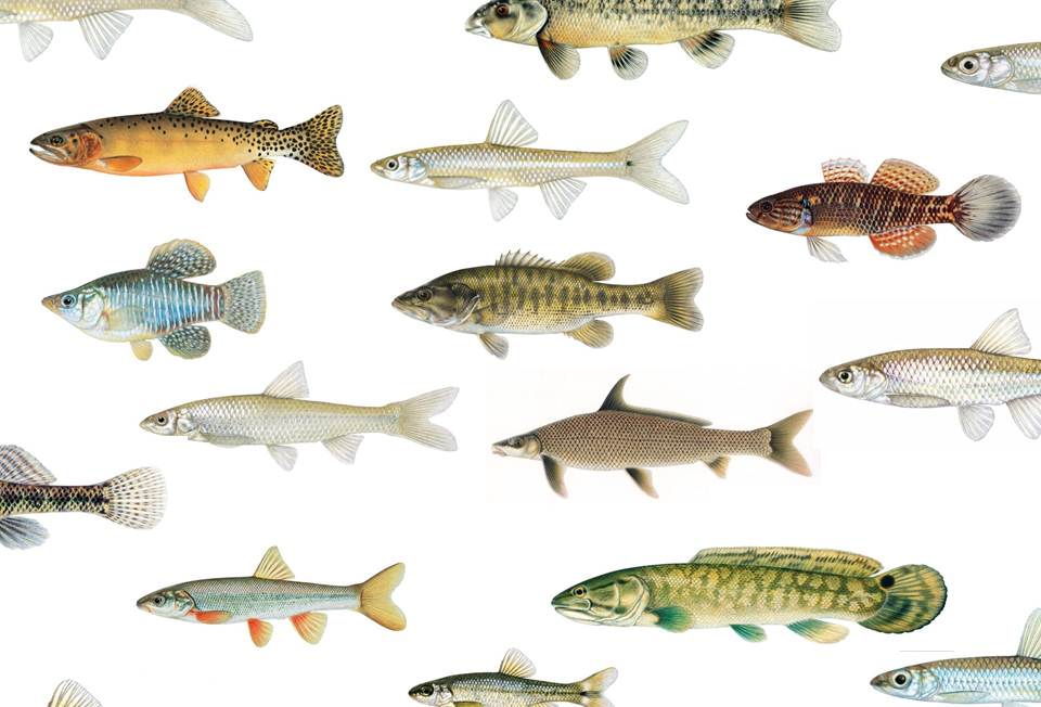 Joe Tomelleri fish illustrations