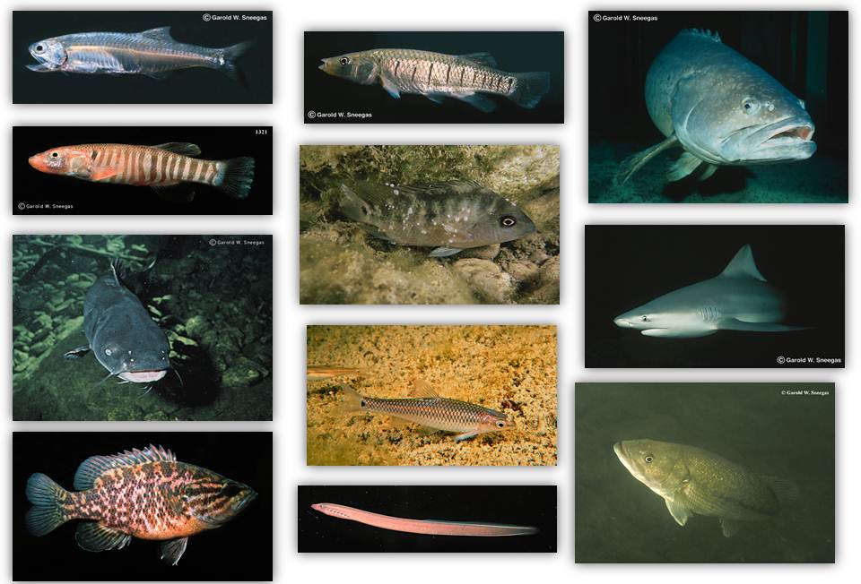 Live specimen photographs in natural habitats