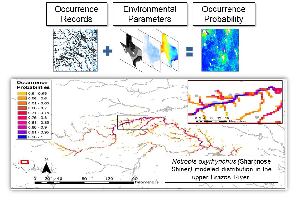 Species distribution models
