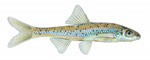 shoal chub (Macrhybopsis hyostoma)