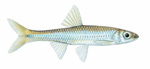 mimic shiner (Notropis volucellus)